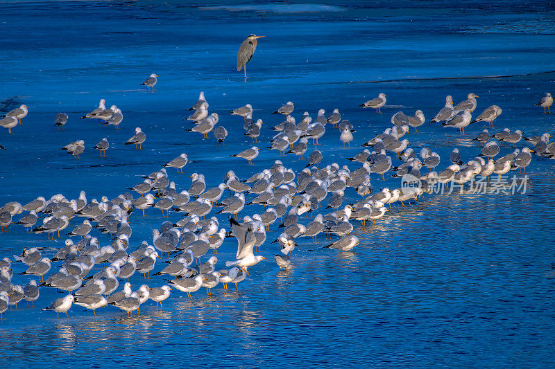 黄昏时分，一只大蓝鹭和一群环嘴鸥(Larus delawarensis)在美国内布拉斯加州奥加拉拉附近的湖面上休息